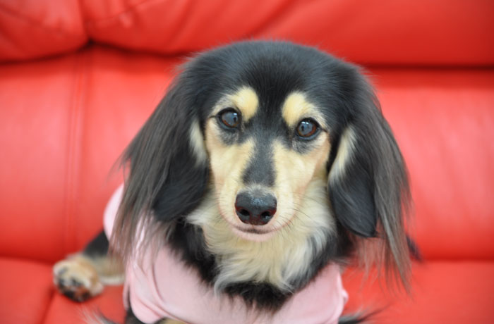 看板犬のゆらちゃん。みんなで遊びに来てね！