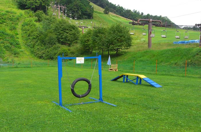 アジリティもあるので遊びのバリエーションが広がります！