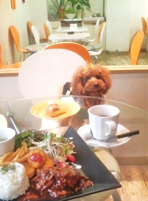 わんこ連れの方も、わんこが大好きな方も大歓迎のカフェ