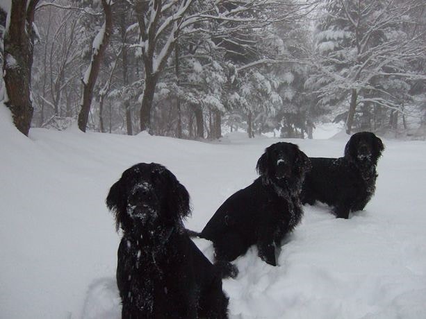 雪で遊ぶ、看板犬のわんこたち。「美味しい焼肉を食べに来てね！」