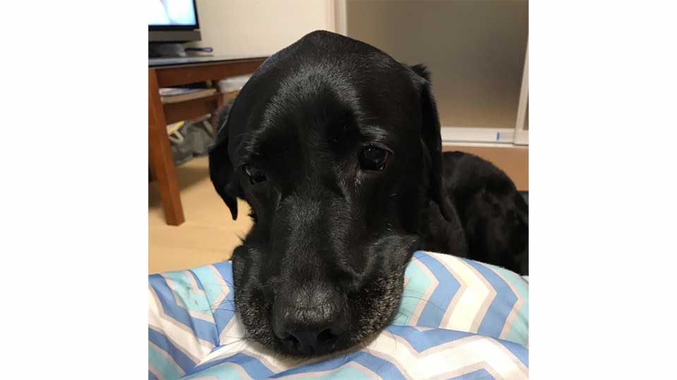 看板犬のオズくん