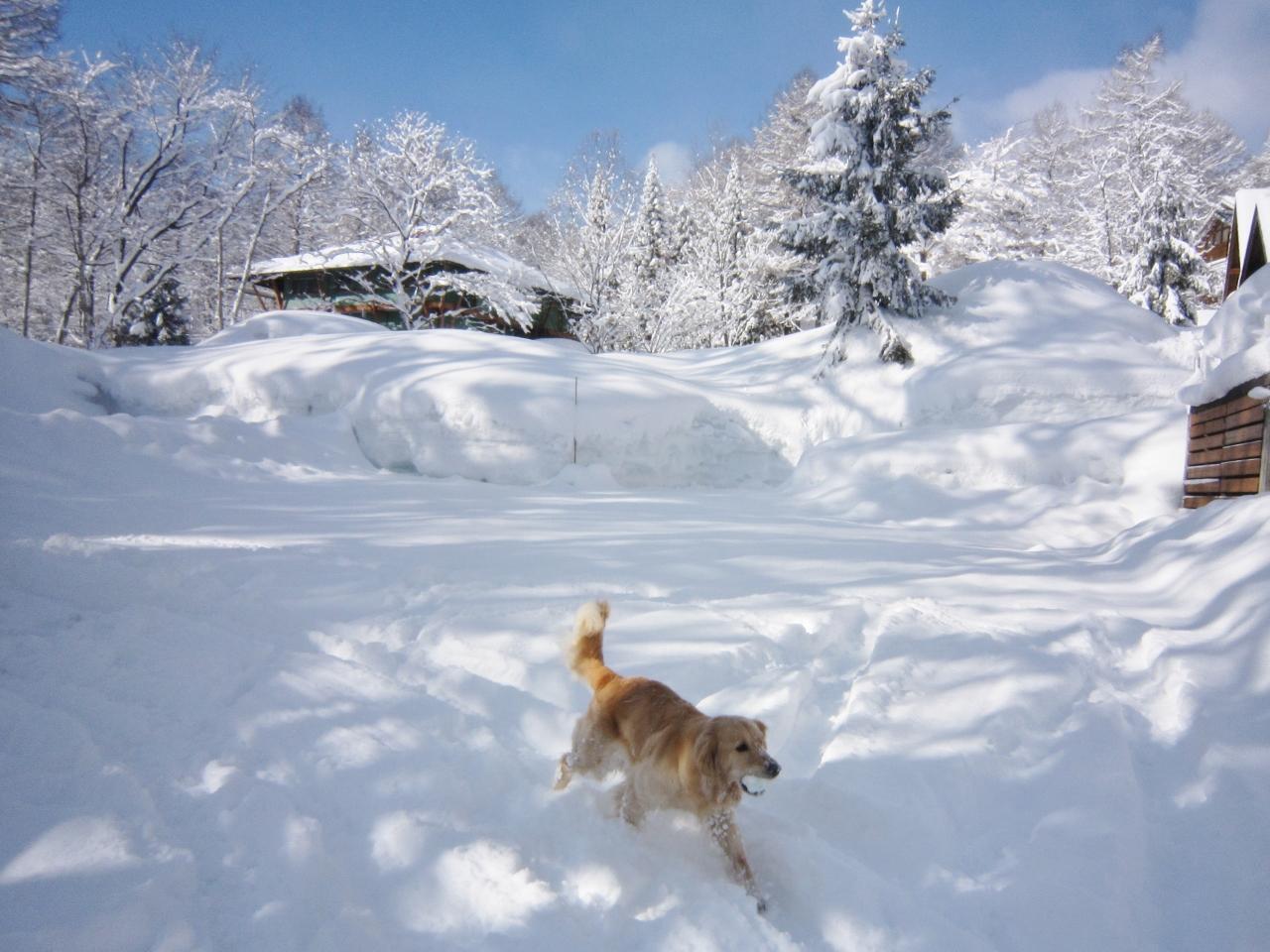 冬の黒姫高原♪雪の中ダッシュ！