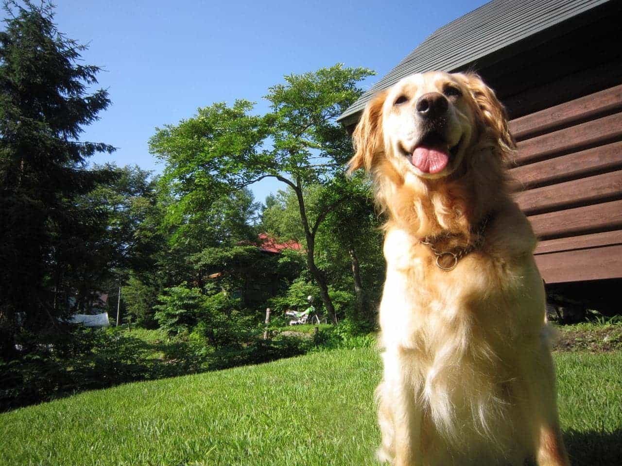 緑がいっぱい！癒されたいの♪看板犬さくら