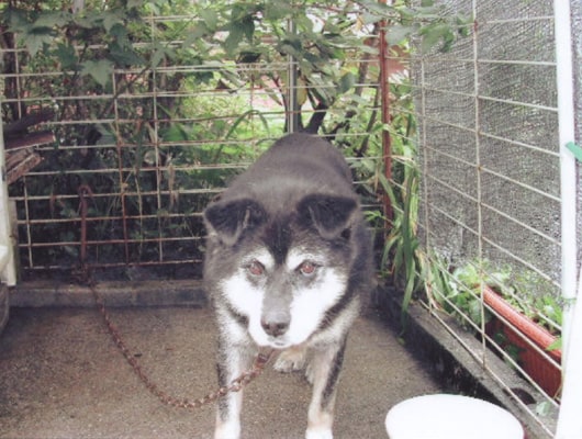 看板犬のラブポンくん。