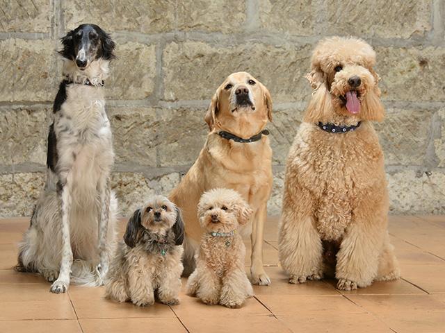 セラピードッグで、看板犬でもあるイッシュくん、かなでちゃん、エースくん、メリーちゃん、リヤンちゃん。