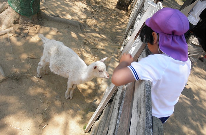 動物と触れ合えるのも、「まきばの館」の魅力です。（ただし、わんこ同伴NGです。）