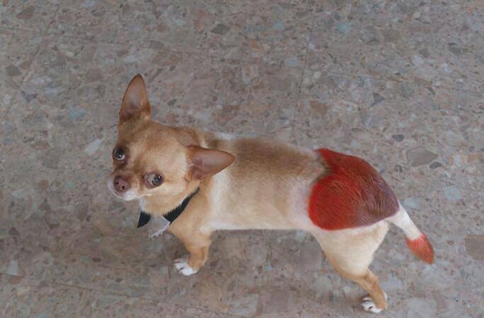 看板犬のコロンくんは人懐っこいんですよ！