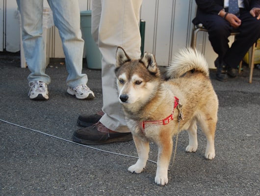 わんこ大好きなオーナーさん。写真は、先代のピーちゃんです。