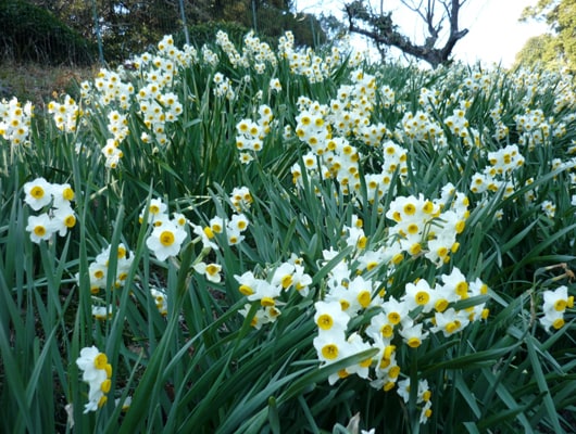 水仙の香に包まれながら、お花摘みを楽しみましょう。（12月下旬〜2月上旬）