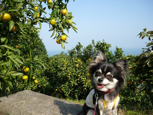 看板犬ともども、皆様のお越しをお待ちしております。