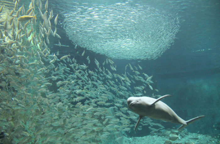 スナメリと他の魚の共存展示は日本唯一！