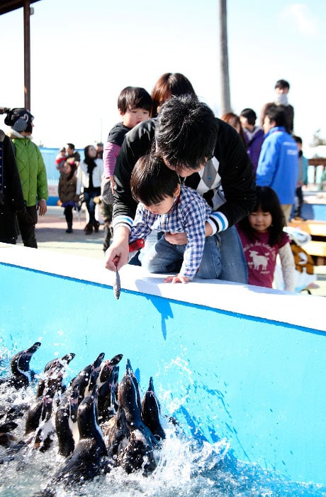 かわいいペンギンに餌をあげましょう！