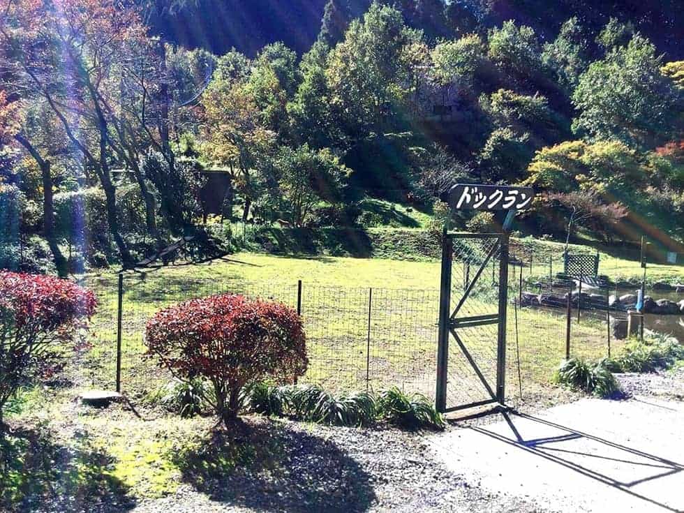 ドッグランで、思いきり遊ぼう！