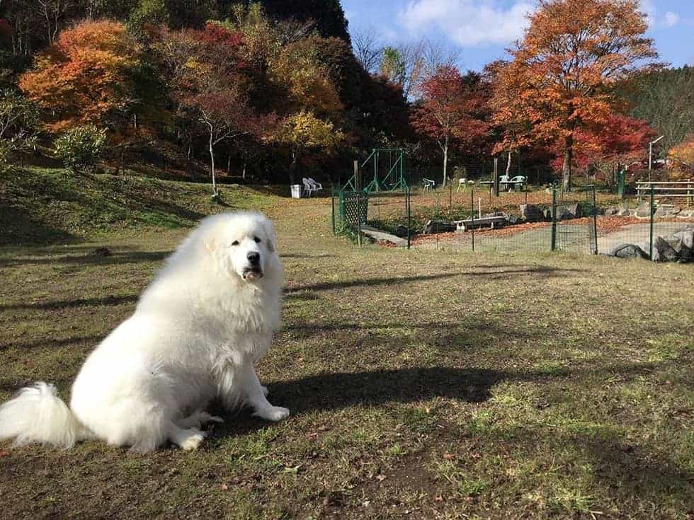 大自然の中でわんこと一緒に楽しい時間をお過ごしください。