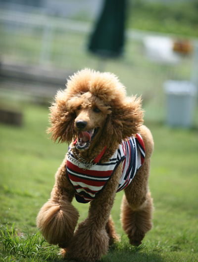 看板犬ともども、皆様のお越しをお待ちしております。