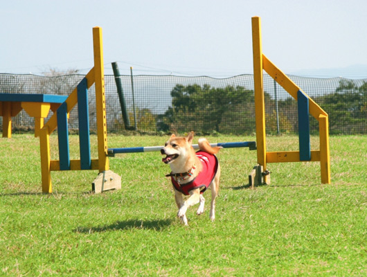 マザー牧場 千葉県 おでかけ情報 Honda Dog Honda