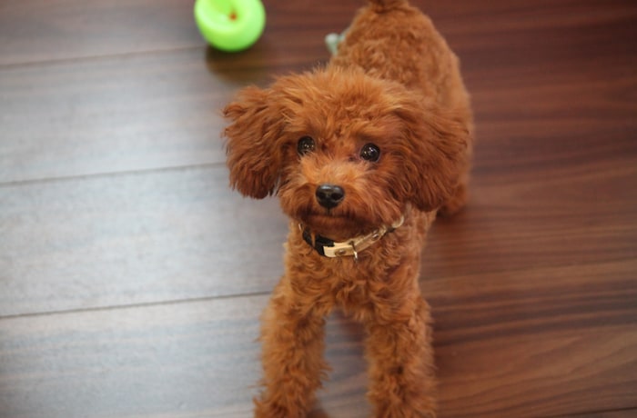 看板犬のぴーなっつくんは、やんちゃで人や他のわんこが大好き。