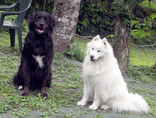 看板犬たち。ドッグランで遊んでね！