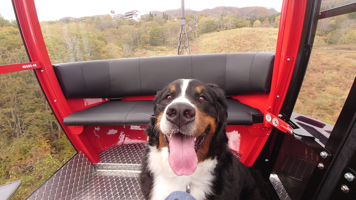 大型犬も楽々乗車できる6名定員のゴンドラとなっております。