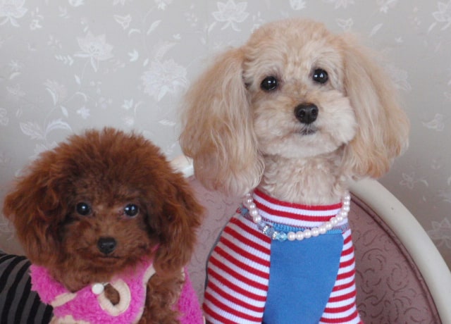 看板犬たち。伊豆高原に来たら、泊まりに来てね！