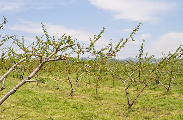 こちらは桃狩りを楽しめるエリア。ゴールデンウィーク頃に咲く桃の花も、圧巻です！
