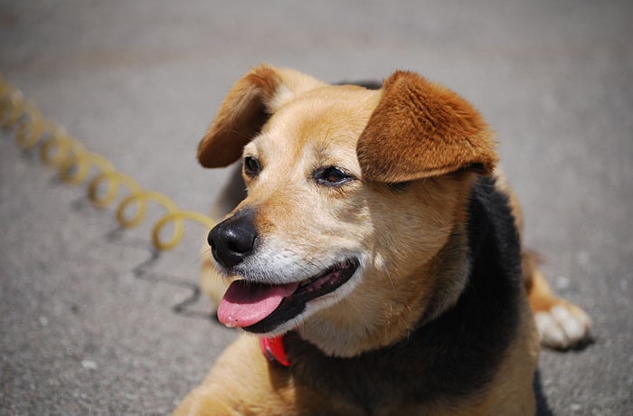 看板犬のミミちゃん。人懐こいわんこですが、食べているときは、手を出さないでくださいね！