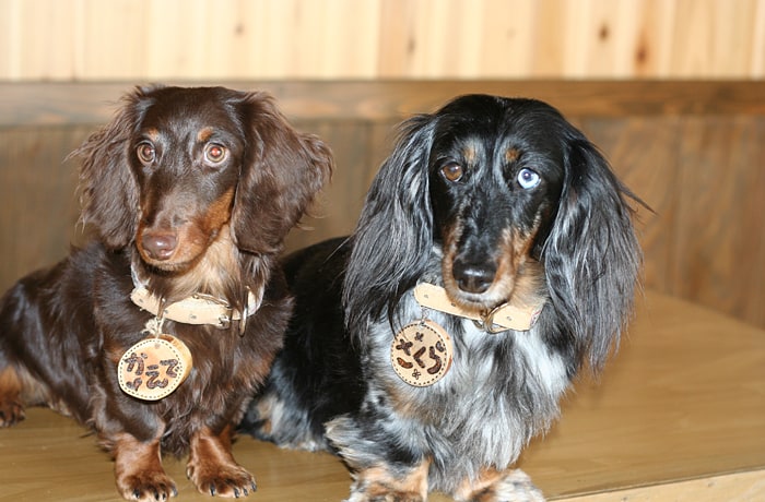 人懐こい“さくら”ちゃんと、カヌー大好き犬の“かえで”くん。大自然の中で一緒に遊ぼうよ！