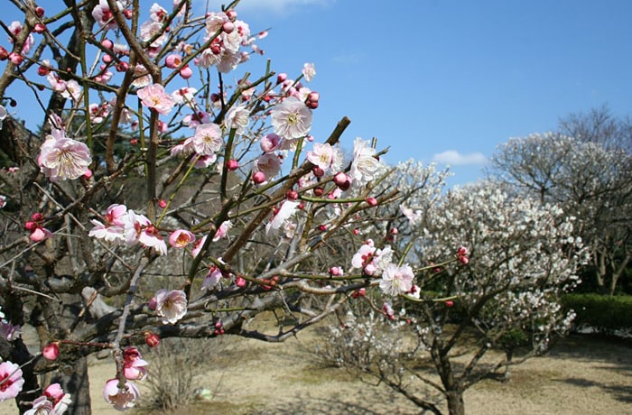 春の訪れを感じさせる梅の花は、2月頃に咲きます。