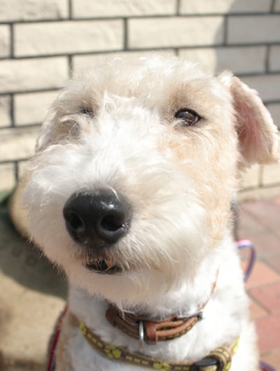 看板犬のモンモランシーちゃん。