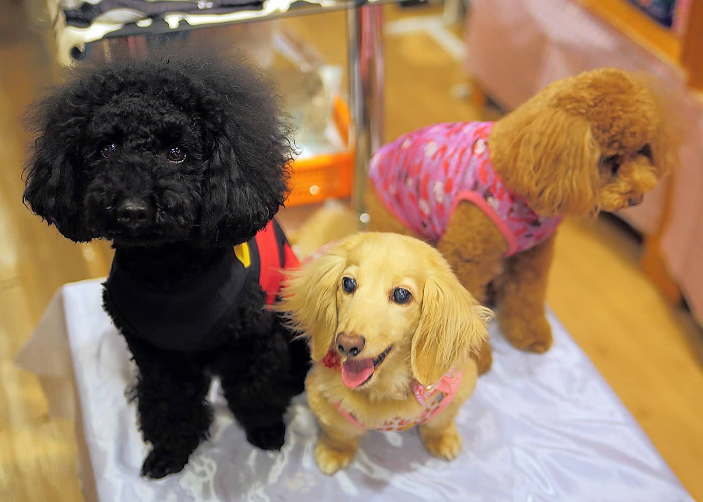 かわいい看板犬が元気にあいさつしてくれます！