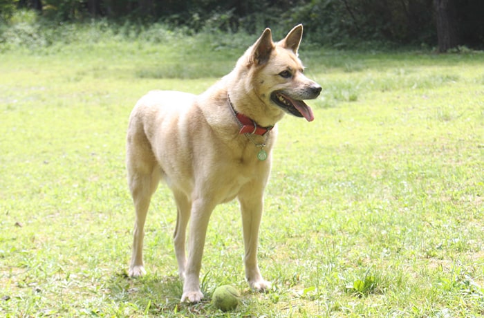 看板犬のエドウィンくん。「コテージでのんびり過ごしてね！」。