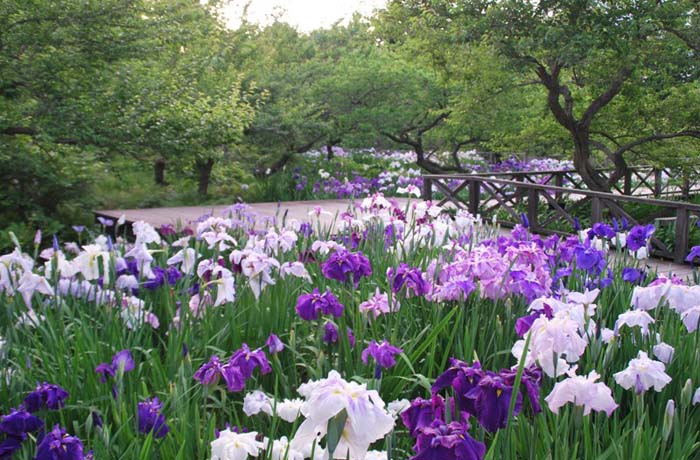 緑いっぱいの庭園にパープルのコントラストが見事な「花しょうぶ」の見頃は6月中旬〜6月下旬です。