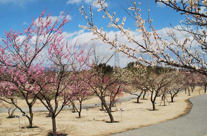 「渓流の梅林」は2月中旬〜3月上旬が見頃！