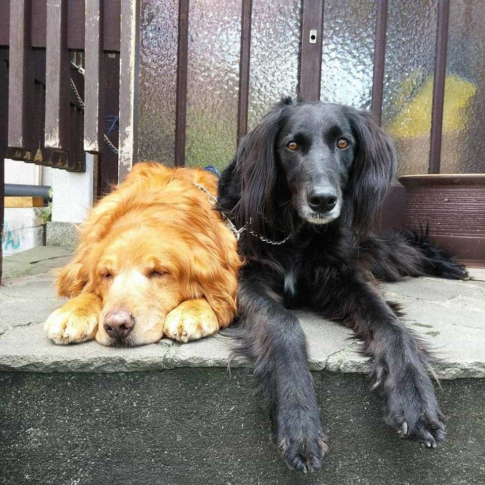 看板犬の大和くんと葵ちゃんがお待ちしてます！
