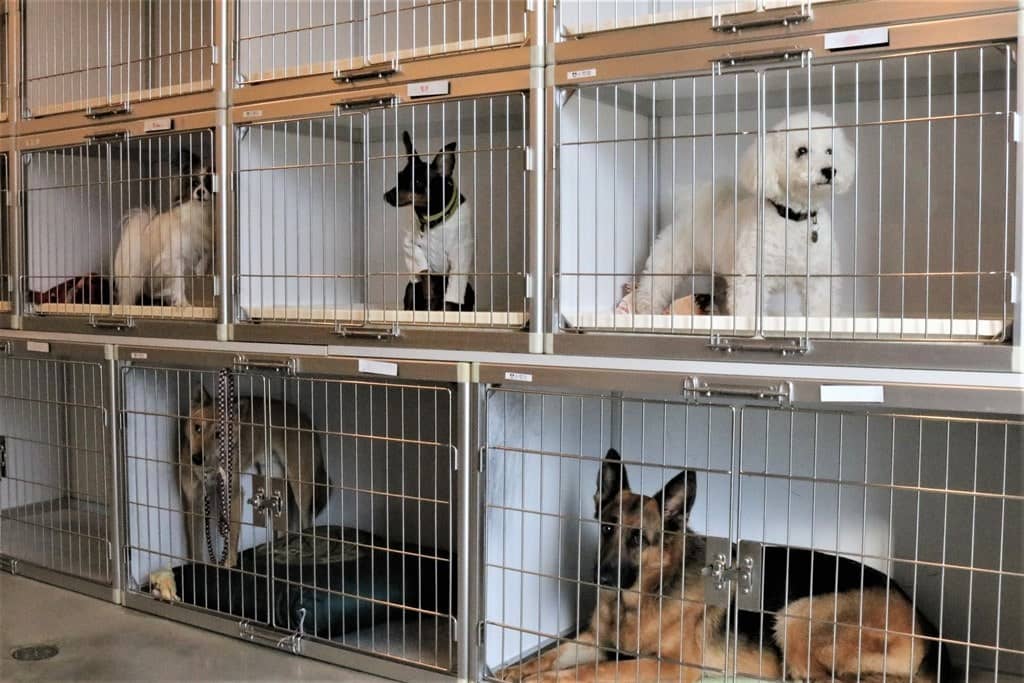 犬種によりお部屋のサイズが変わります。