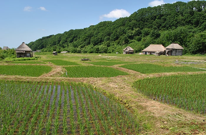 一面に広がる棚田は撮影のために1年がかりで作りました！