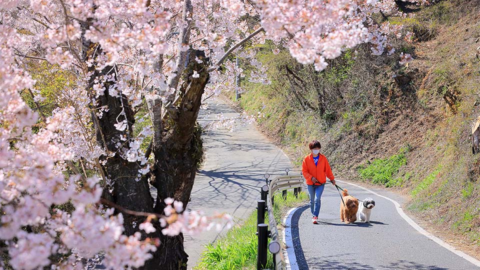 春は桜を見ながらワンコとお散歩ができます♪