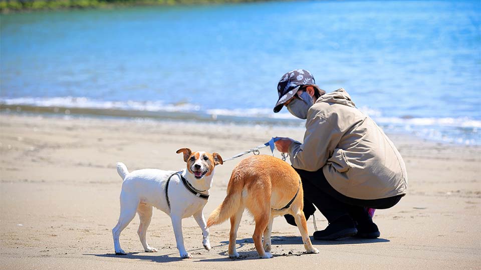 徒歩10分の距離に白浜海水浴場があるのでお散歩コースにピッタリ！