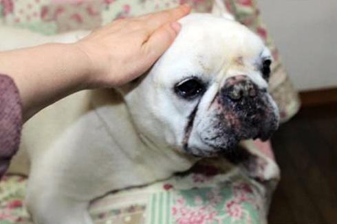 ドッグマッサージ中はわんこたちもウットリとした表情に