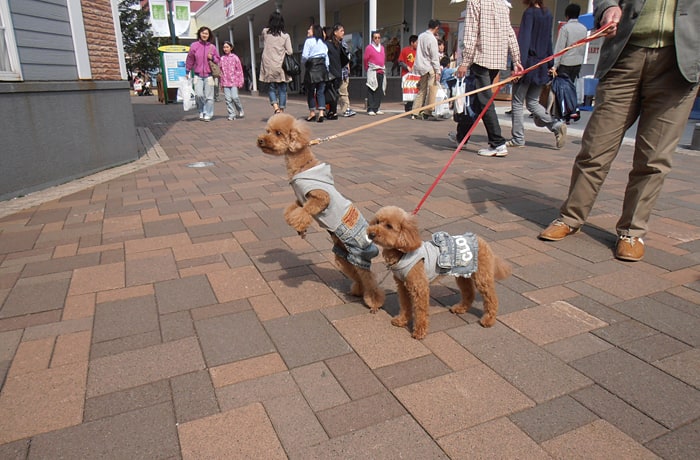 リードを着用して、わんことモール内を歩きましょう！
