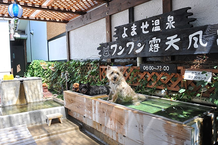 飼い主さんだけでなくわんこも温泉を満喫できますよ！