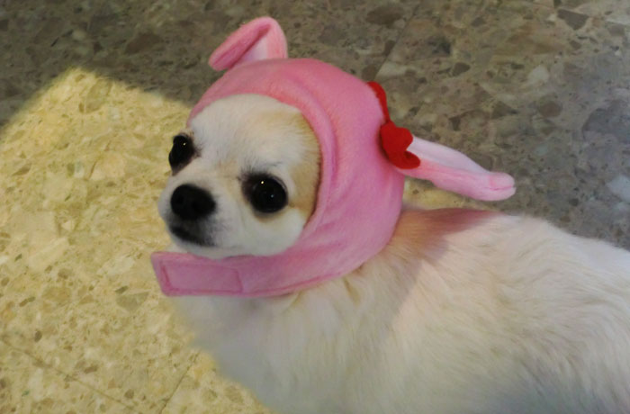 看板犬のぱるちゃん。テラス席は防寒対策しているよ！遊びに来てね！