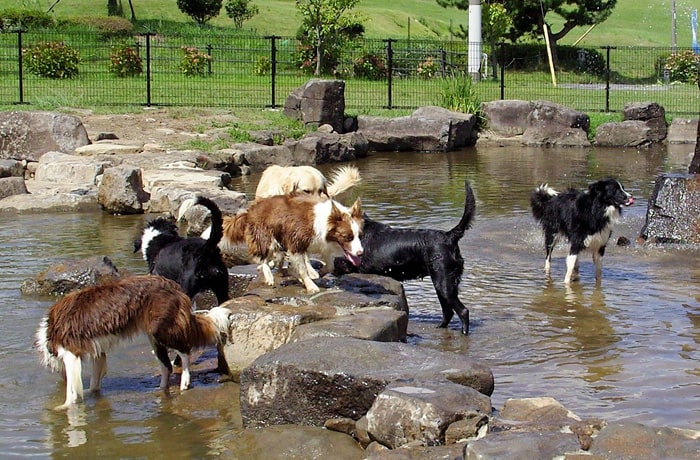 夏には人気の池のドッグラン。水遊びや泳ぐこともできますよ！