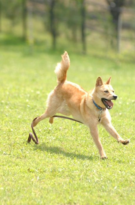 元気に走りまわる看板犬「夢之丞」くんです。