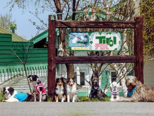 ペンション チロル 長野県 おでかけ情報 Honda Dog Honda