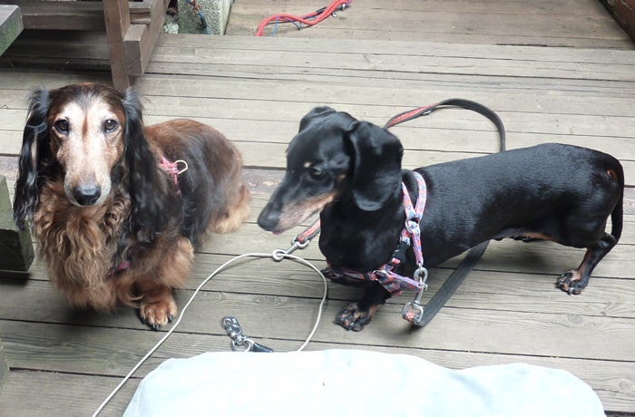 看板犬のフィールくんとカルアちゃん。老犬ですが元気です！