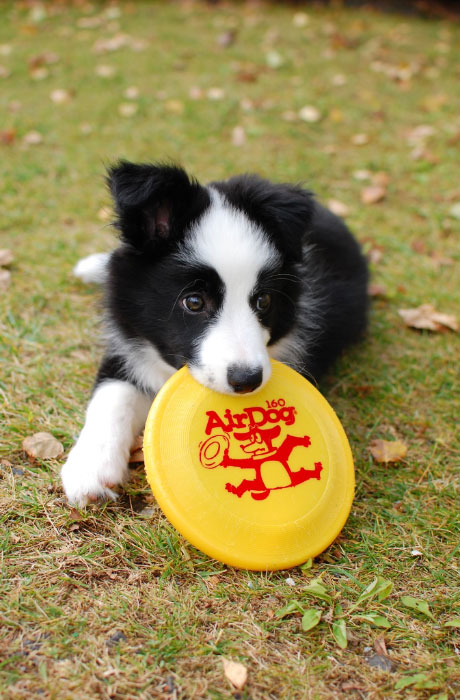 看板犬のアビィちゃん。