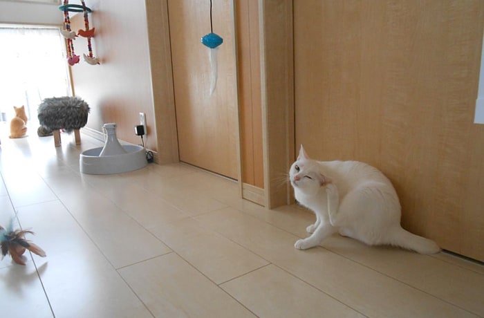 2階は猫カフェです。かわいい猫ちゃんがお出迎え！（わんこは入れません）