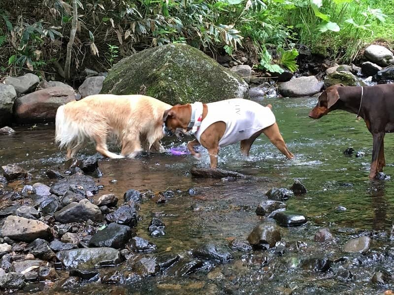 夏期は水遊びができます。