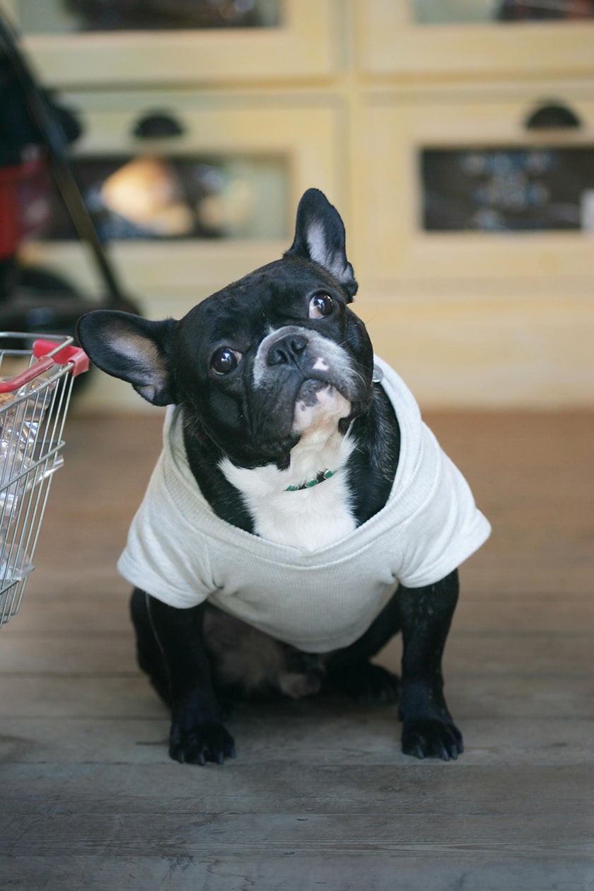 看板犬・フレンチブルのブギーたちがお出迎えしてくれる